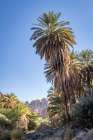 Saudi Arabia, Tabuk, Prince Mohammed bin Salman Natural Reserve. Wadi Al Disah. Art Print